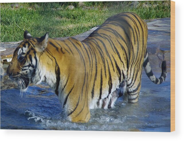 Lions Tigers And Bears Wood Print featuring the photograph Tiger 4 by Phyllis Spoor
