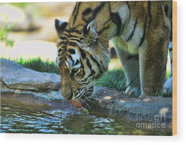 Tiger Drinking Water Wood Print featuring the photograph Tiger drinking water by Paul Ward