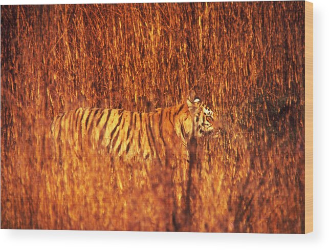 Tiger In Tall Grass Wood Print featuring the photograph Tiger In Tall Grass by Stan Wayman