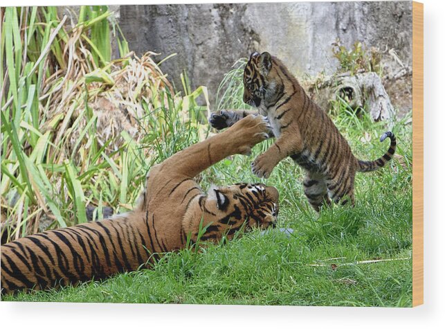 Leanne Wood Print featuring the photograph Tiger Play by Her Arts Desire