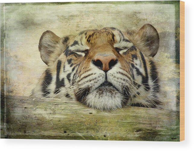 Tiger Wood Print featuring the photograph Tiger Snooze by Athena Mckinzie