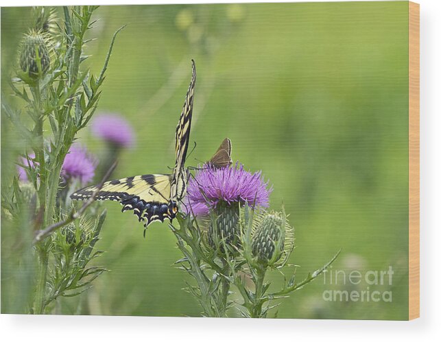 Butterfly Wood Print featuring the photograph Tiger Swallowtail And Skipper Butterflies On Thistle by Carol Senske