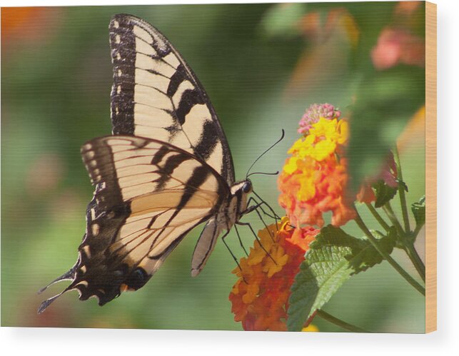 Butterfly Wood Print featuring the photograph Tiger Swallowtail II by Lynne Jenkins