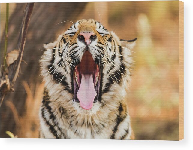 Animals In The Wild Wood Print featuring the photograph Tiger Yawn by John Mckeen