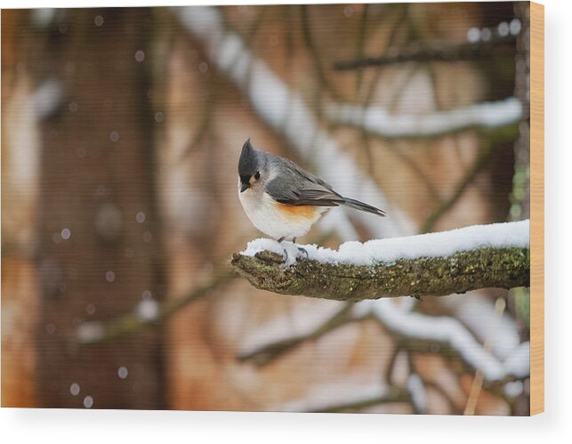 Michigan Wood Print featuring the photograph Titmouse in Winter by Lars Lentz