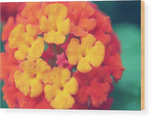 Flowers Wood Print featuring the photograph To Make You Happy by Laurie Search