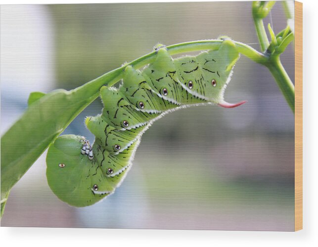 Kelly Hazel Wood Print featuring the photograph Tobacco Hornworm by Kelly Hazel