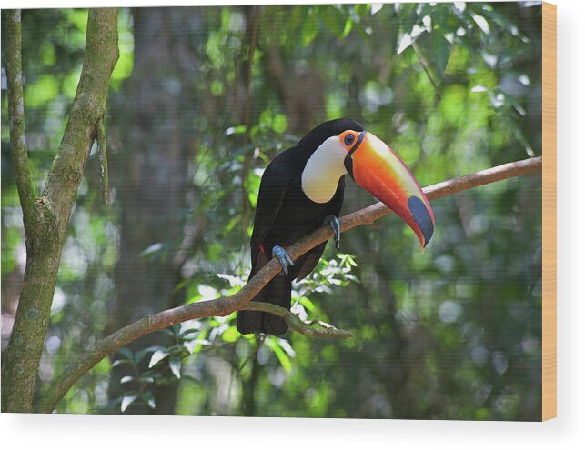 Andres Morya Wood Print featuring the photograph Toco Toucan (ramphastos Toco by Andres Morya Hinojosa