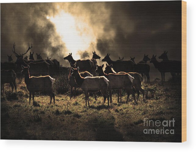 Bayarea Wood Print featuring the photograph Tomales Bay Harem Under The Midnight Moon - 7D21241 - Sepia by Wingsdomain Art and Photography