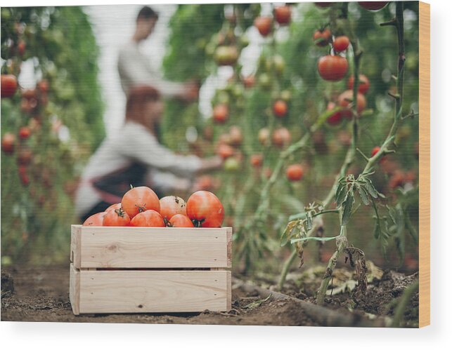 New Business Wood Print featuring the photograph Tomato harvest time by Hobo_018