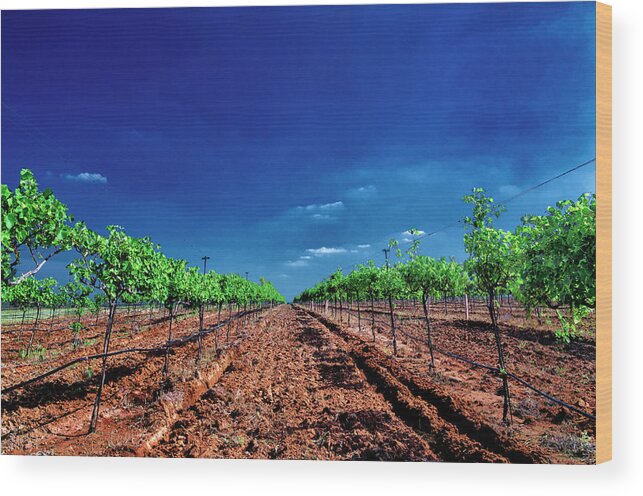 Tranquility Wood Print featuring the photograph Torre Di Pietra Winery by Dean Fikar