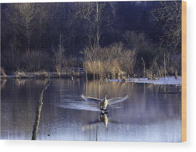 Trumpeter Swan Wood Print featuring the photograph Touchdown Trumpeter Swan by Michael Dougherty
