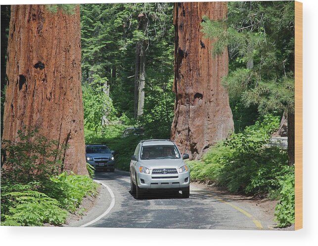 Giant Sequoia Wood Print featuring the photograph Tourism In Sequoia National Park by Jim West