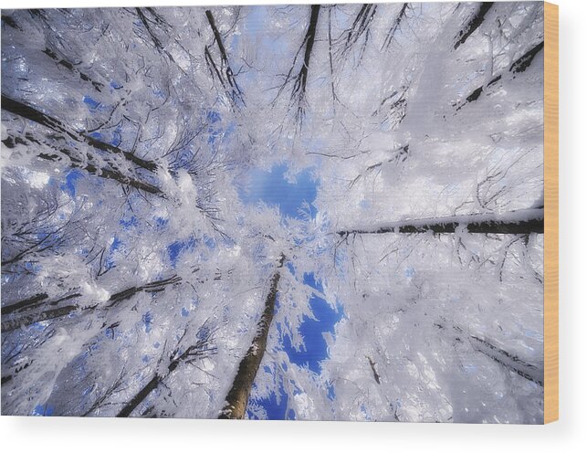 Trees Wood Print featuring the photograph Tourniquet by Philippe Sainte-Laudy