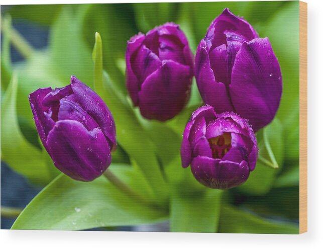 Tulip Wood Print featuring the photograph Towards You. Purple Tulips by Jenny Rainbow