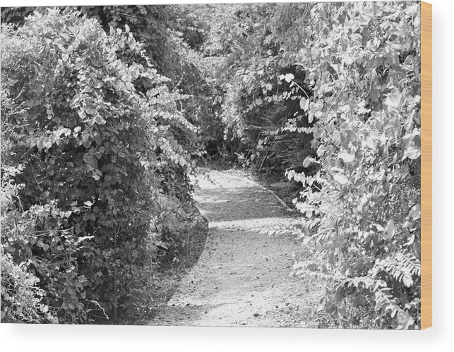 Trail Wood Print featuring the photograph Trail in Black and White by Carolyn Ricks