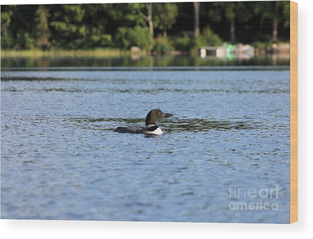 Loon Wood Print featuring the photograph Tranquil Loon by Stan Reckard