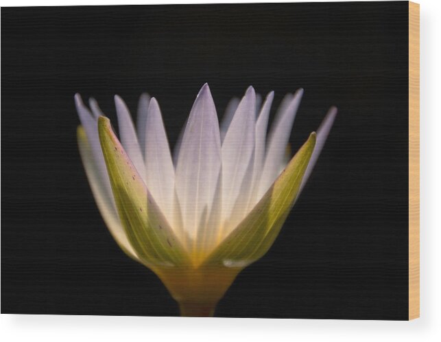 Water Lily Wood Print featuring the photograph Translucent Lily by Leda Robertson