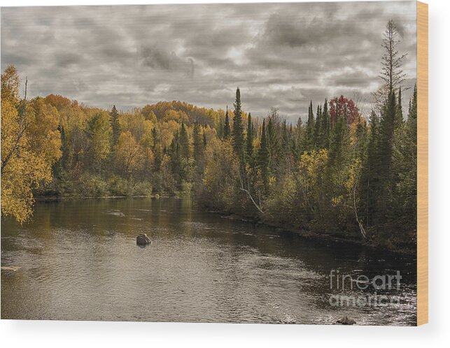 Pine River Wisconsin Wood Print featuring the photograph Trasition by Dan Hefle