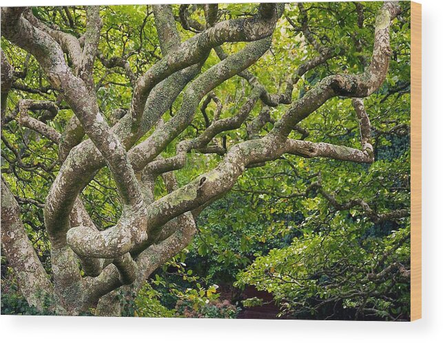 Wellington Botanical Garden Wood Print featuring the photograph Tree #1 by Stuart Litoff