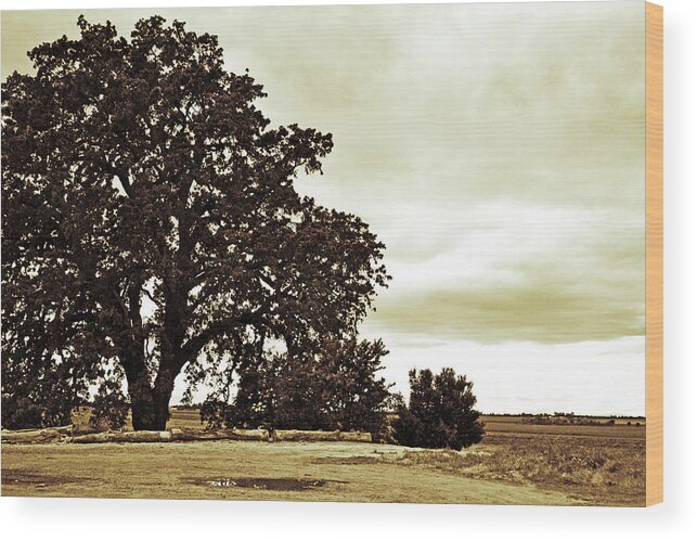 Tree Wood Print featuring the photograph Tree At End of Runway by Holly Blunkall