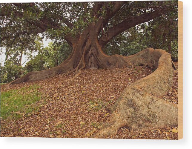 Australia Wood Print featuring the photograph Tree at Royal Botanic Garden by Stuart Litoff