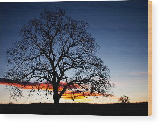 Tree Wood Print featuring the photograph Tree At Sunrise by Robert Woodward