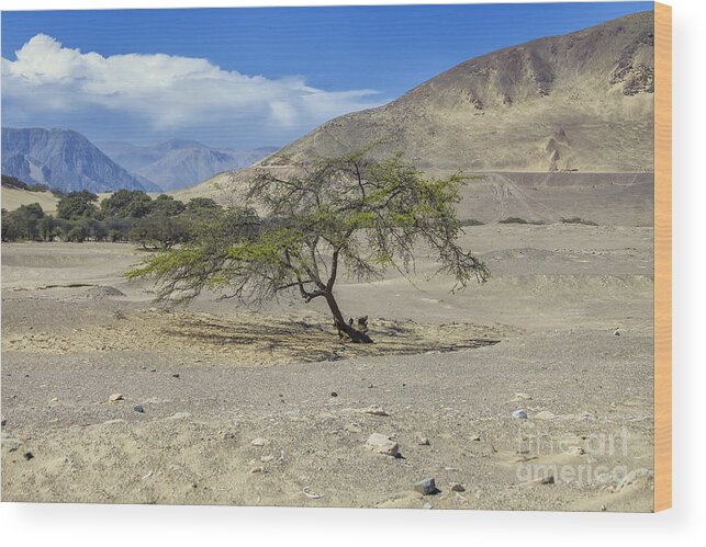 Tree Wood Print featuring the photograph Tree in desert by Patricia Hofmeester