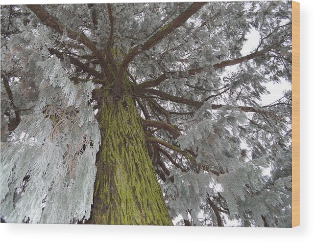 Nature Wood Print featuring the photograph Tree In Winter by Felicia Tica