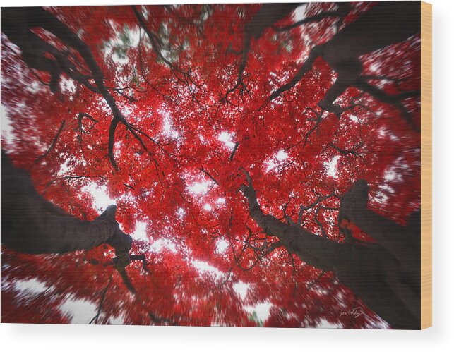 Tree Wood Print featuring the photograph Tree Light - Maple Leaves Fall Autumn Red by Jon Holiday