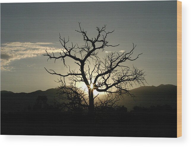 Tree Wood Print featuring the photograph Tree of Light by James Knight