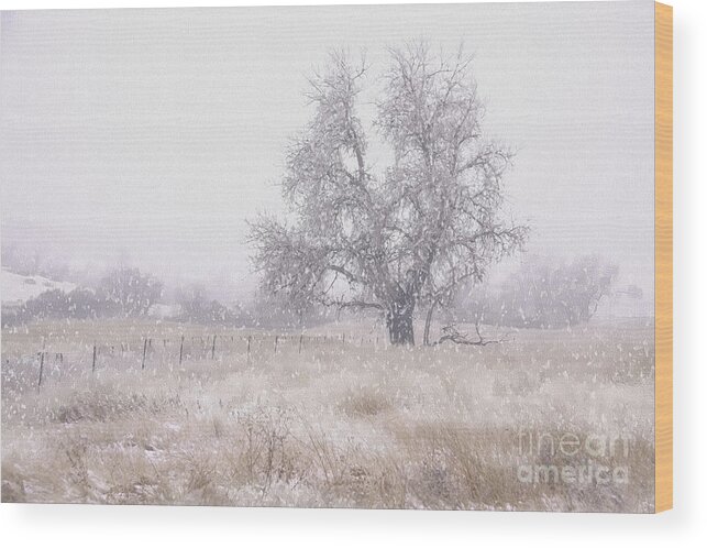 Winter Wood Print featuring the photograph Tree of Storm by Kristal Kraft