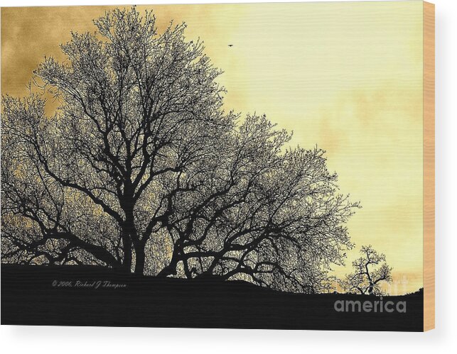 Silhouette Wood Print featuring the photograph Tree Silhouette by Richard J Thompson 