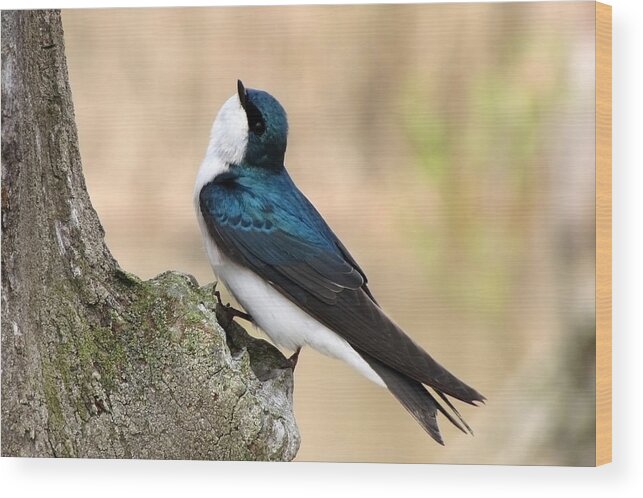 Tree Swallow. Swallow Wood Print featuring the photograph Tree Swallow by Ann Bridges