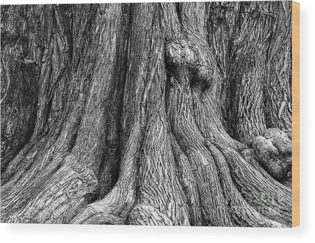 Tree Wood Print featuring the photograph Tree Trunk Closeup by Danny Hooks
