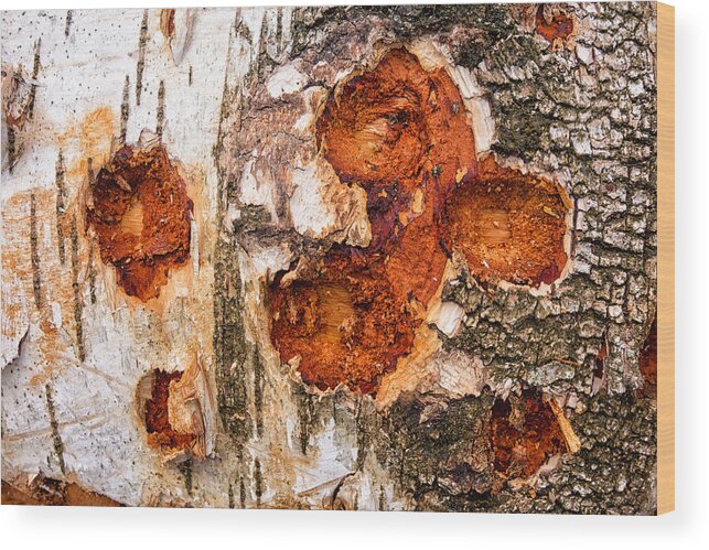 Wood Wood Print featuring the photograph Tree trunk closeup - wooden structure by Matthias Hauser