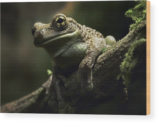 Treefrog Wood Print featuring the photograph treefrog at night in Amazon rain forest by Dirk Ercken