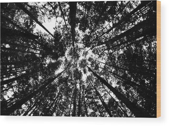 Trees Wood Print featuring the photograph Trees Above Me by Daniel Woodrum