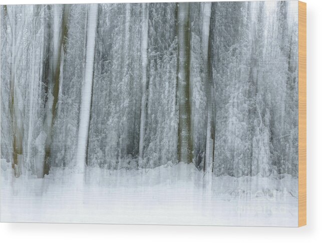 Trees Wood Print featuring the photograph Trees and Snow Abstract by David Birchall