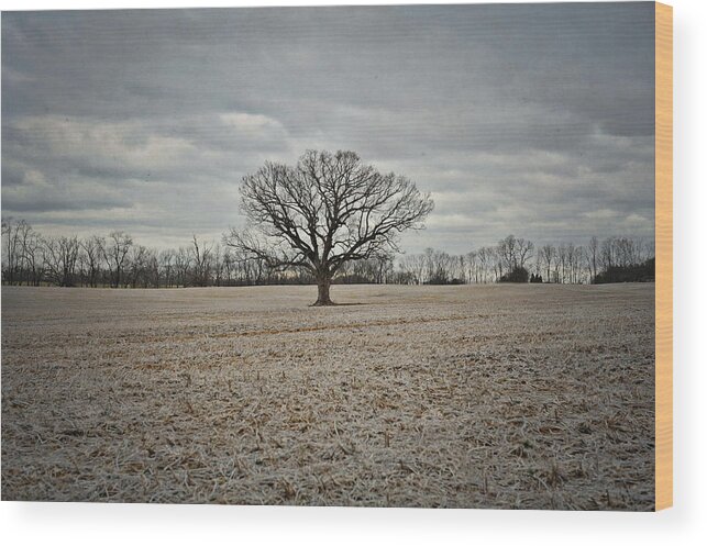 Tree Wood Print featuring the photograph Trees are your best antiques by Kelley Nelson