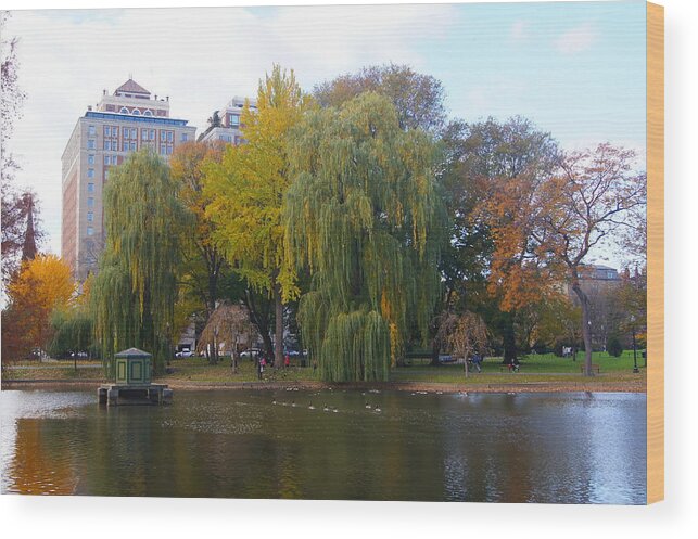 Boston Wood Print featuring the photograph Trees at the Boston Public Garden by Erich Kirchubel