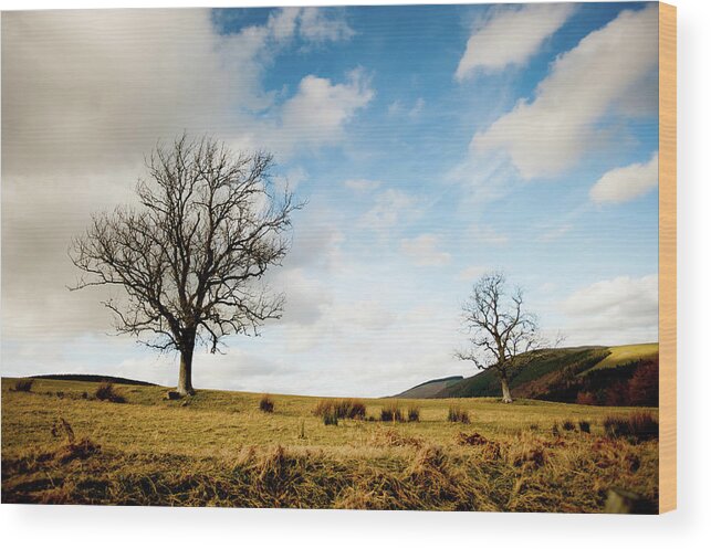 Tranquility Wood Print featuring the photograph Trees From Lindinny Woodssouthern by Iain Maclean