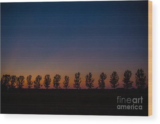 Pink Wood Print featuring the photograph Trees in a Row Sunset by Cheryl Baxter