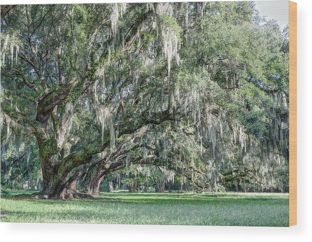 Magnolia Plantation Wood Print featuring the photograph Trees of Magnolia by Walt Baker