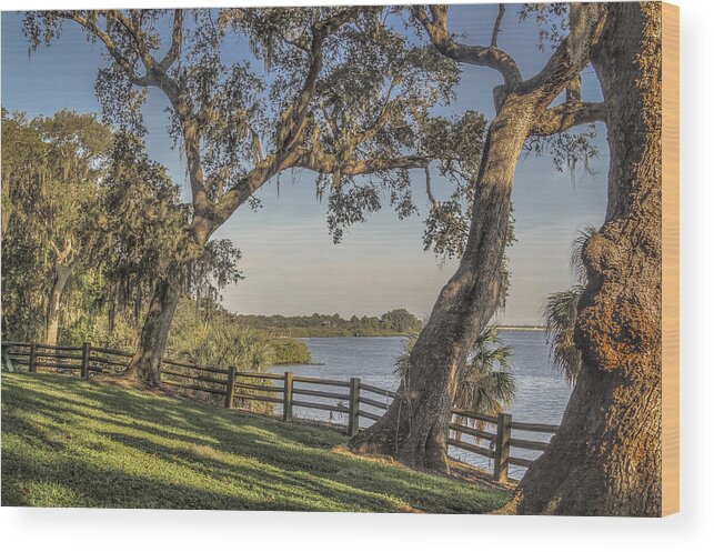 Florida Wood Print featuring the photograph Trees with a view by Jane Luxton