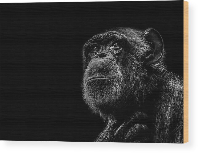 Chimpanzee Ape Portrait Low Key Wildlife Nature Wood Print featuring the photograph Trepidation by Paul Neville