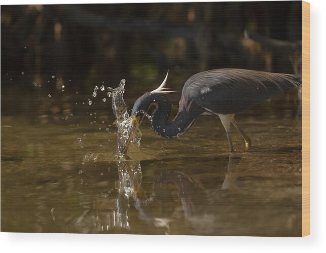 Birds Wood Print featuring the photograph Tri-colored Heron by Doug McPherson