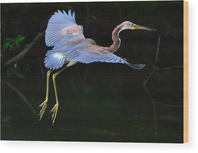 Tricolored Heron Wood Print featuring the photograph Tricolored Heron by Charlotte Schafer