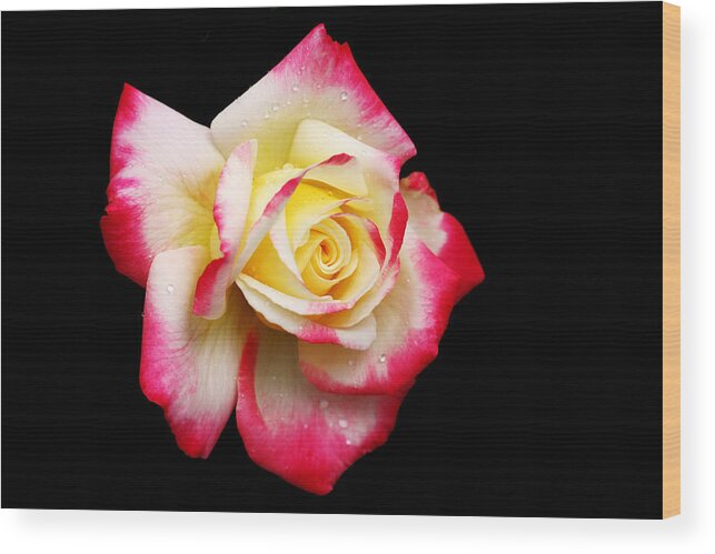 Rose Wood Print featuring the photograph Tricolour Magesty by Doug Norkum