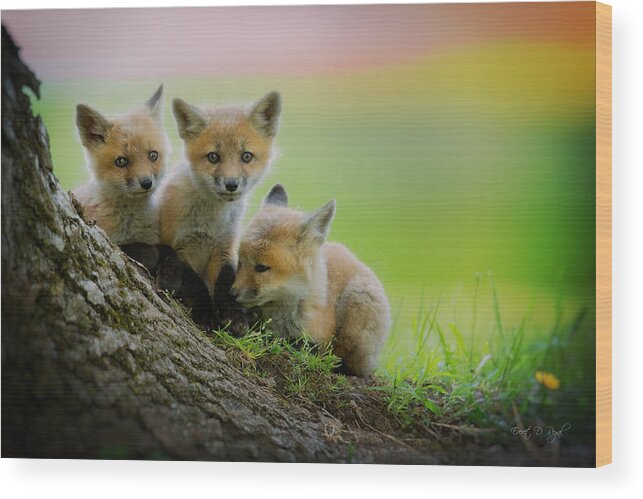 Fox Wood Print featuring the photograph Trio of fox kits by Everet Regal